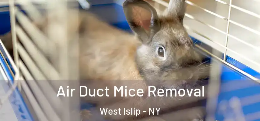  Air Duct Mice Removal West Islip - NY